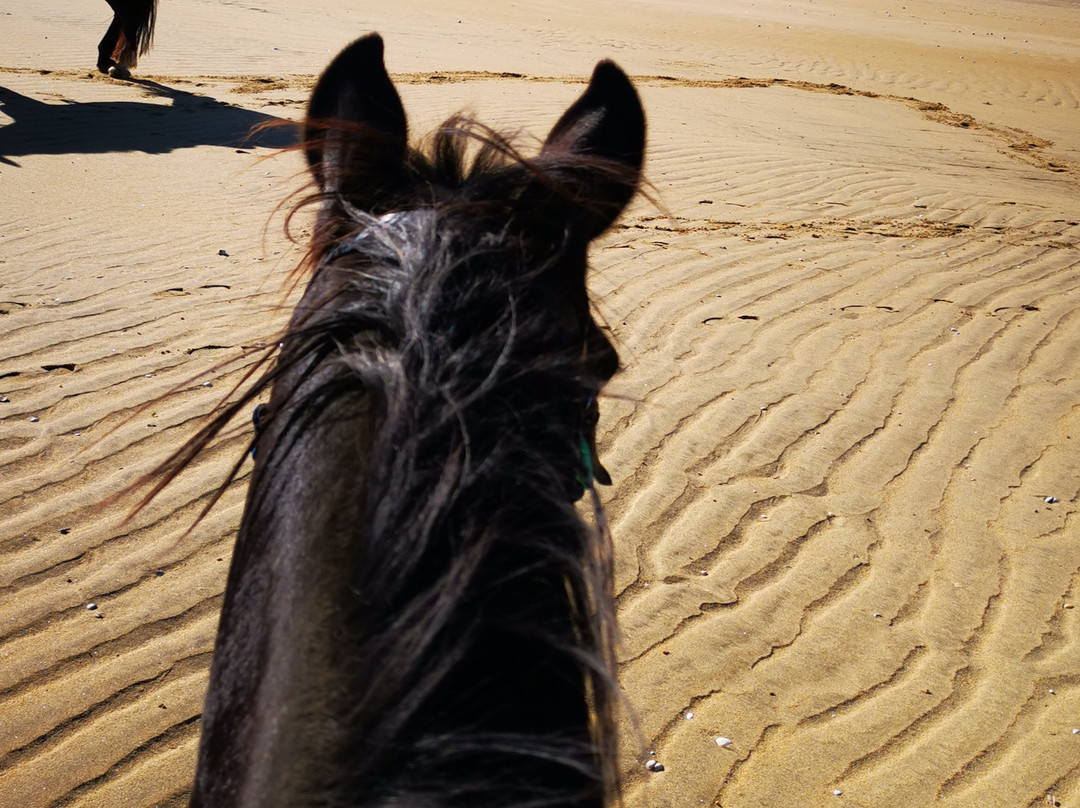 Abel Tasman Horse Trekking-玛拉豪必去景点