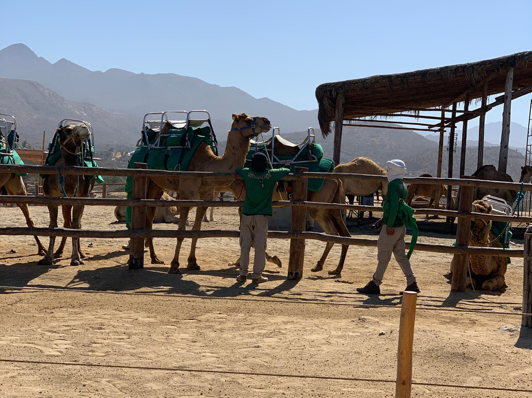 Cactus Tours-卡波圣卢卡斯必去景点