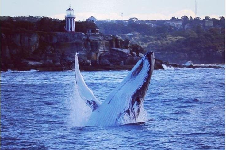 Charterscene-悉尼必去景点