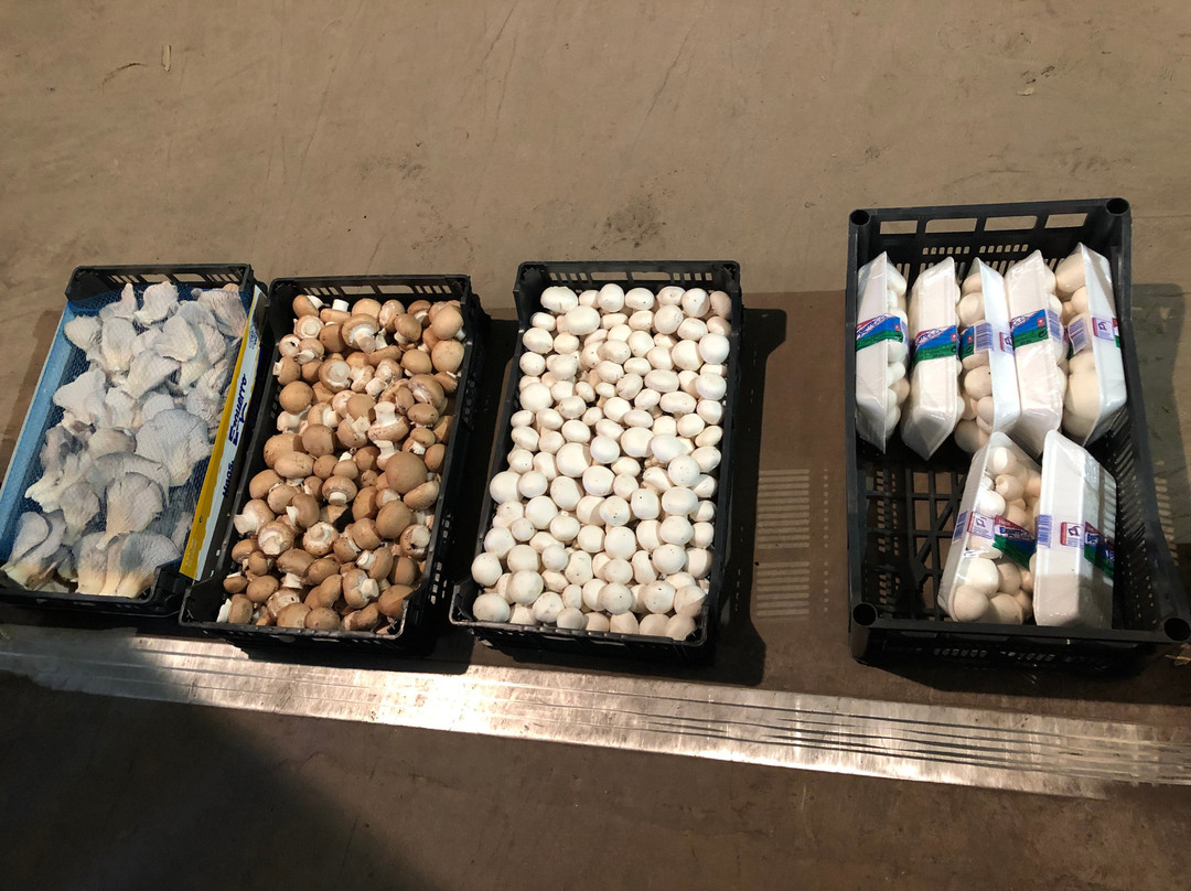 Fungiturismo-Pradejon必去景点