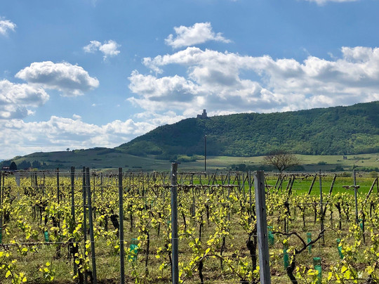 VinoVarlot-斯特拉斯堡必去景点