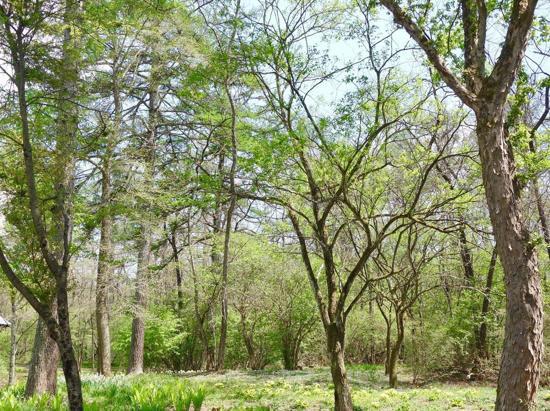Forest of Muse-轻井泽町必去景点