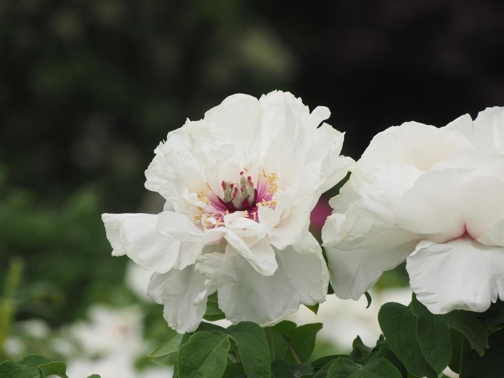 牡丹公园-洛阳市必去景点