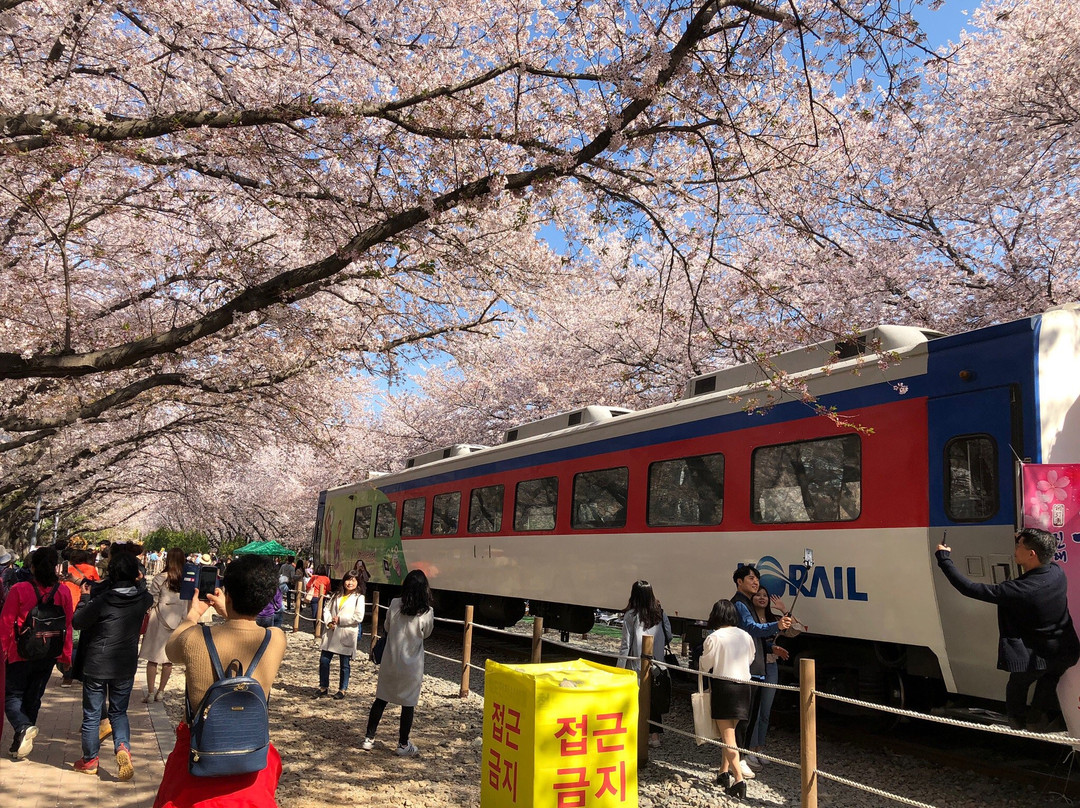 Jinhae Gunhangje Festival-昌原市必去景点