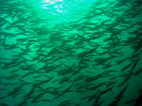 Aquarama-塞新布拉必去景点