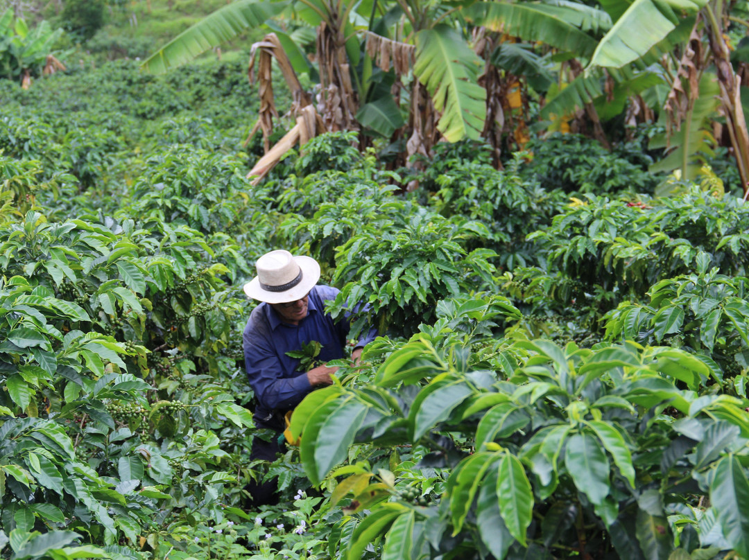 Finca La Coca-萨伦托必去景点