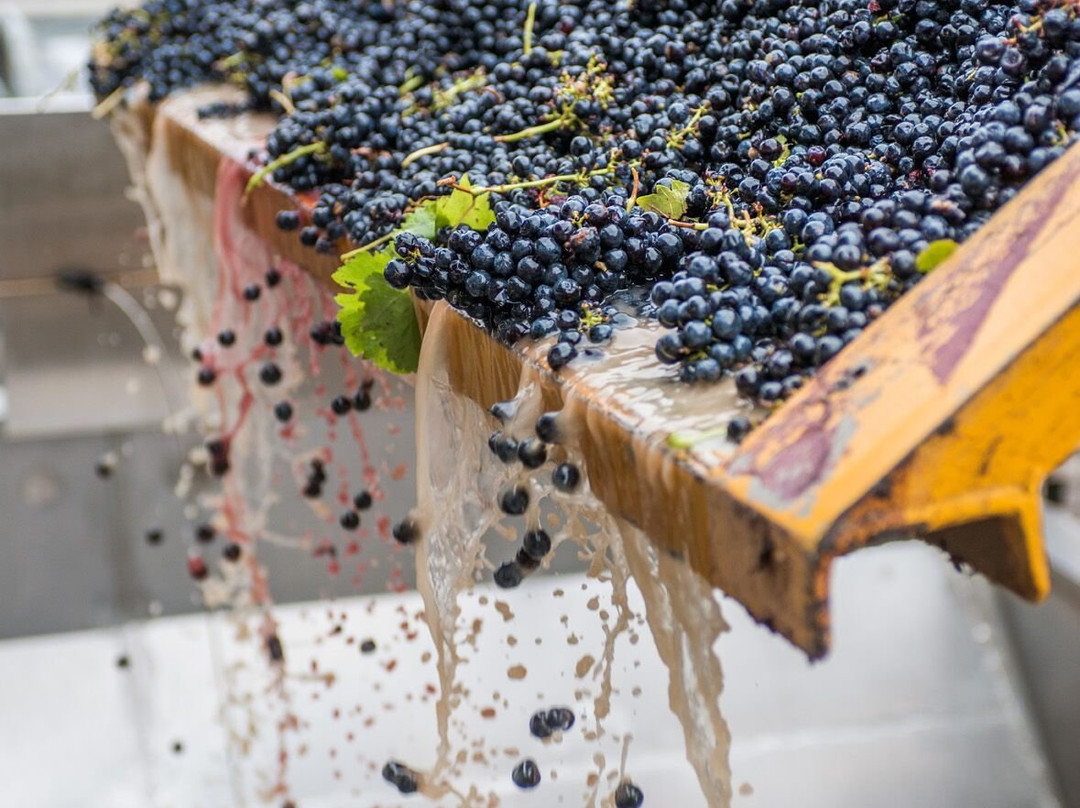 Wine Flight Tours景点图片