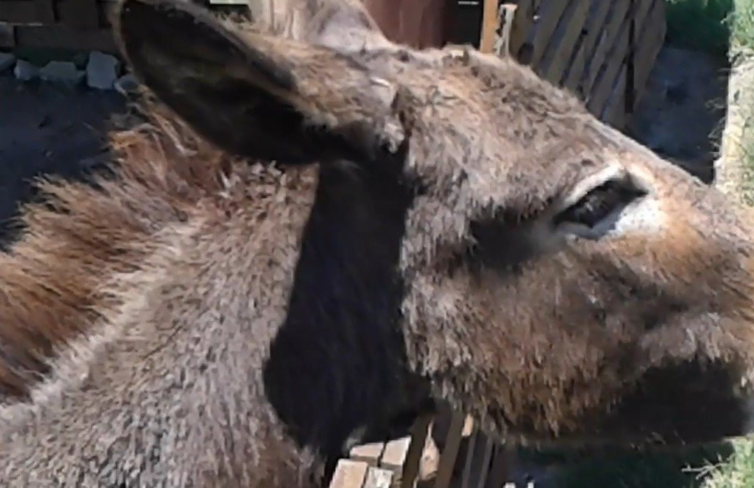 Burnside Touch Farm-东伦敦必去景点