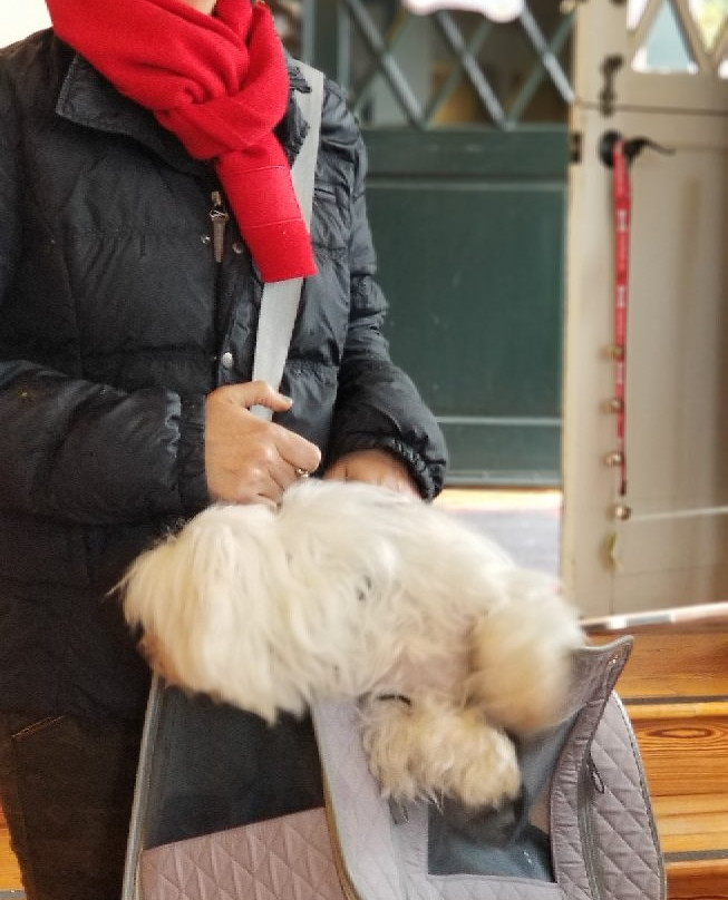 Diggidy Dog-卡梅尔必去景点