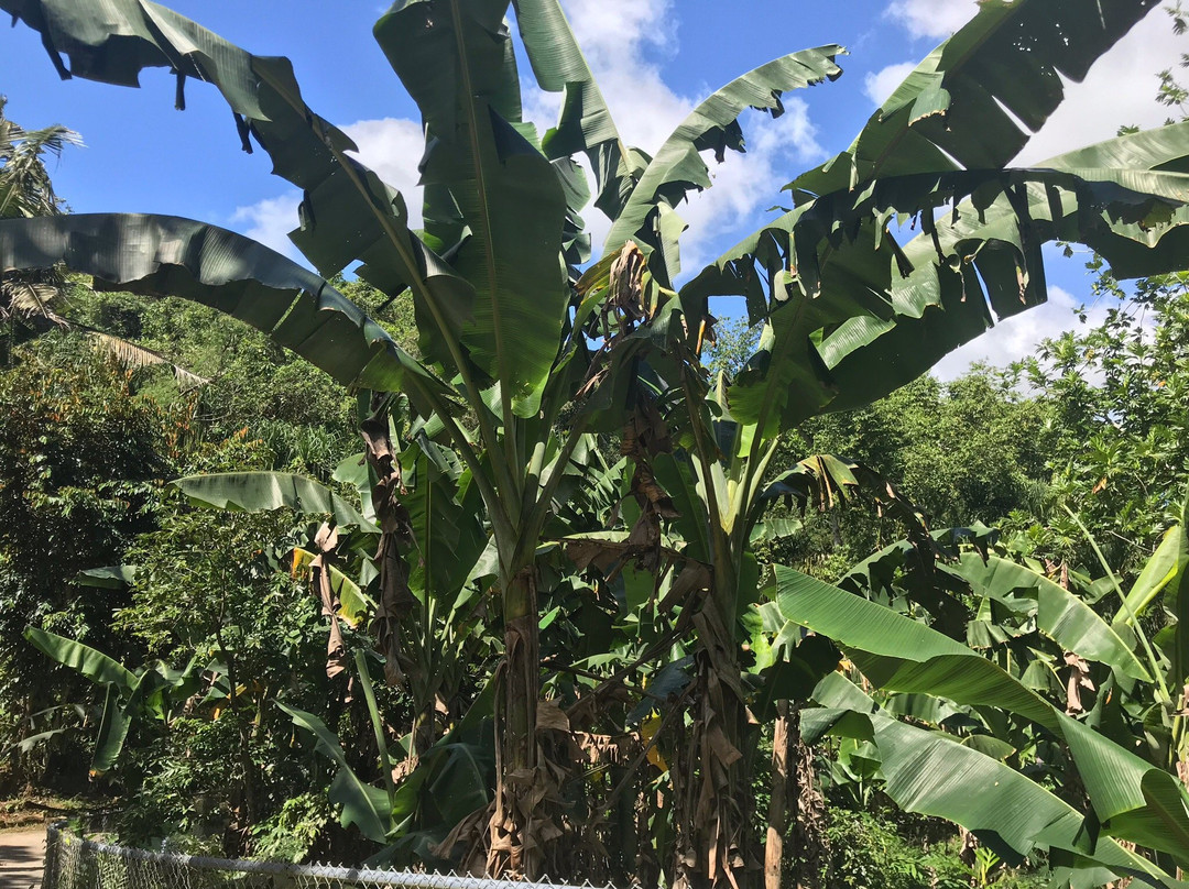 Hamamoto Tropical Fruit World-尤纳必去景点