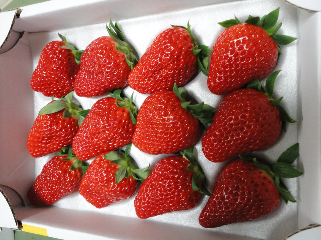 Watanabe Strawberry Farm-君津市必去景点