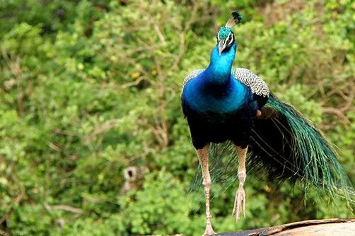 Lepard Taxi-蒂瑟默哈拉默必去景点