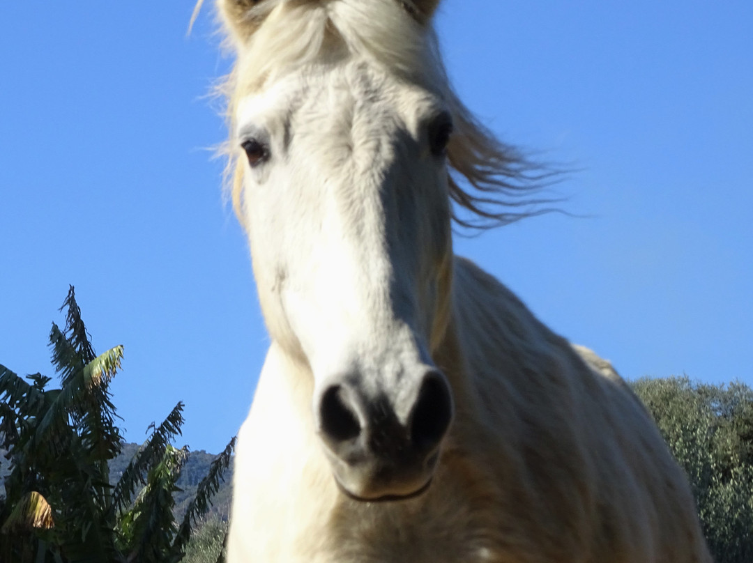 PeripetiaHorses-Chrani必去景点
