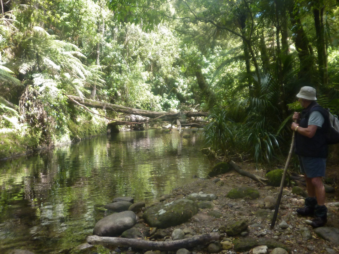 Rapurapu Kauri Track-怀卡托地区必去景点