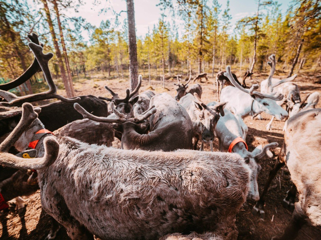 Lappish Village Sam Syit景点图片