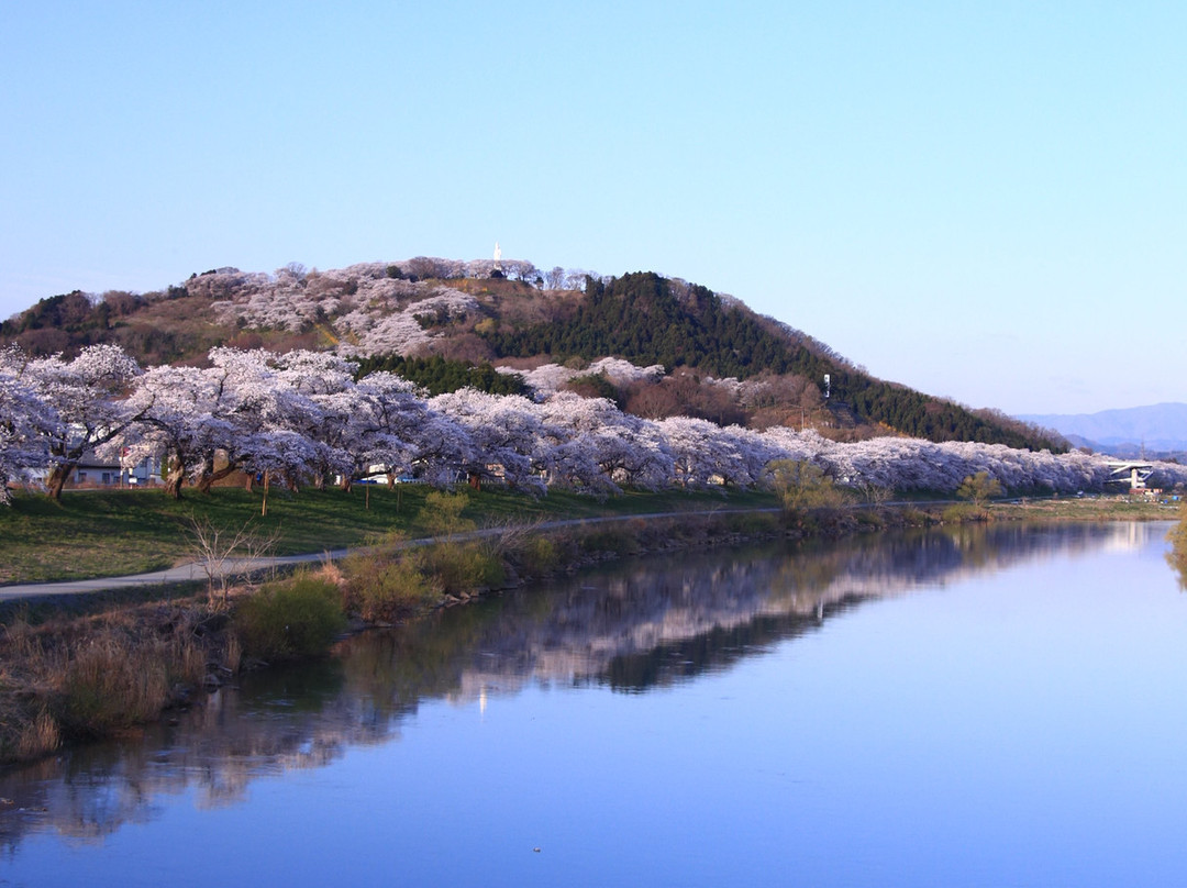 Shiroishigawa Embankment Hitome Sembonzakura-大河原町必去景点