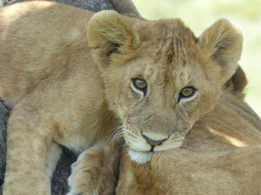 Wild Giant Safaris-莫西必去景点