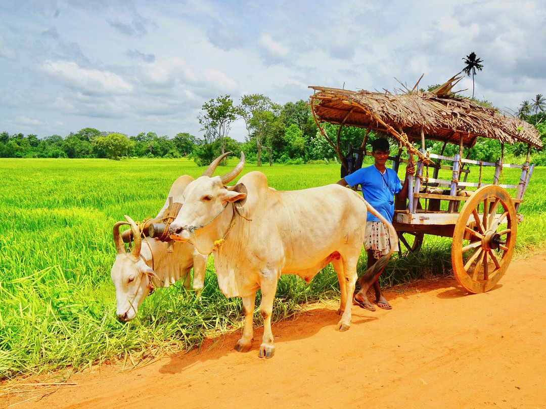 Tours Ceylon Kandy-拉非尼亚山必去景点