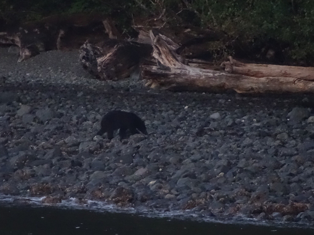 Ecosummer Expeditions-Telegraph Cove必去景点