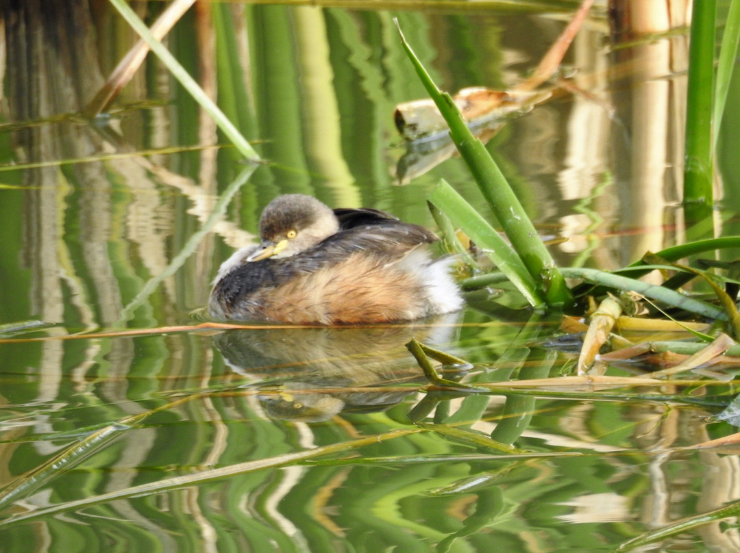 West Wyalong Wetlands景点图片