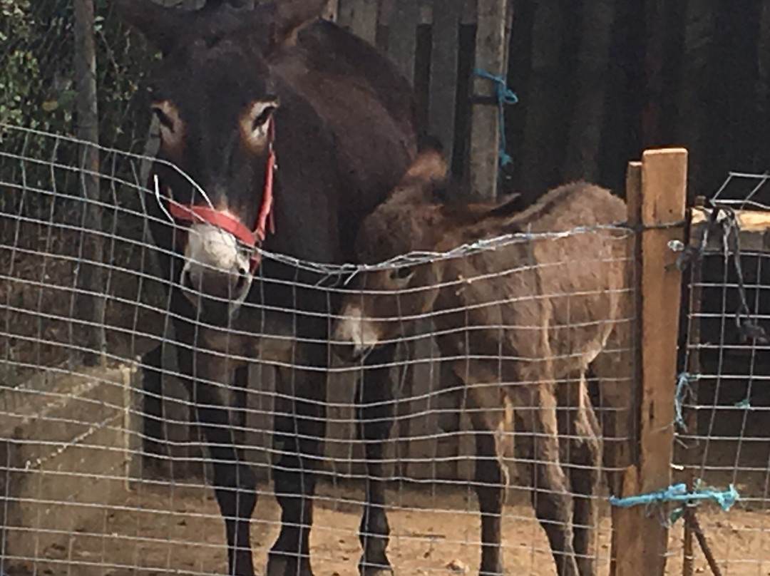Thassos Donkeys-Skála Potamiás必去景点