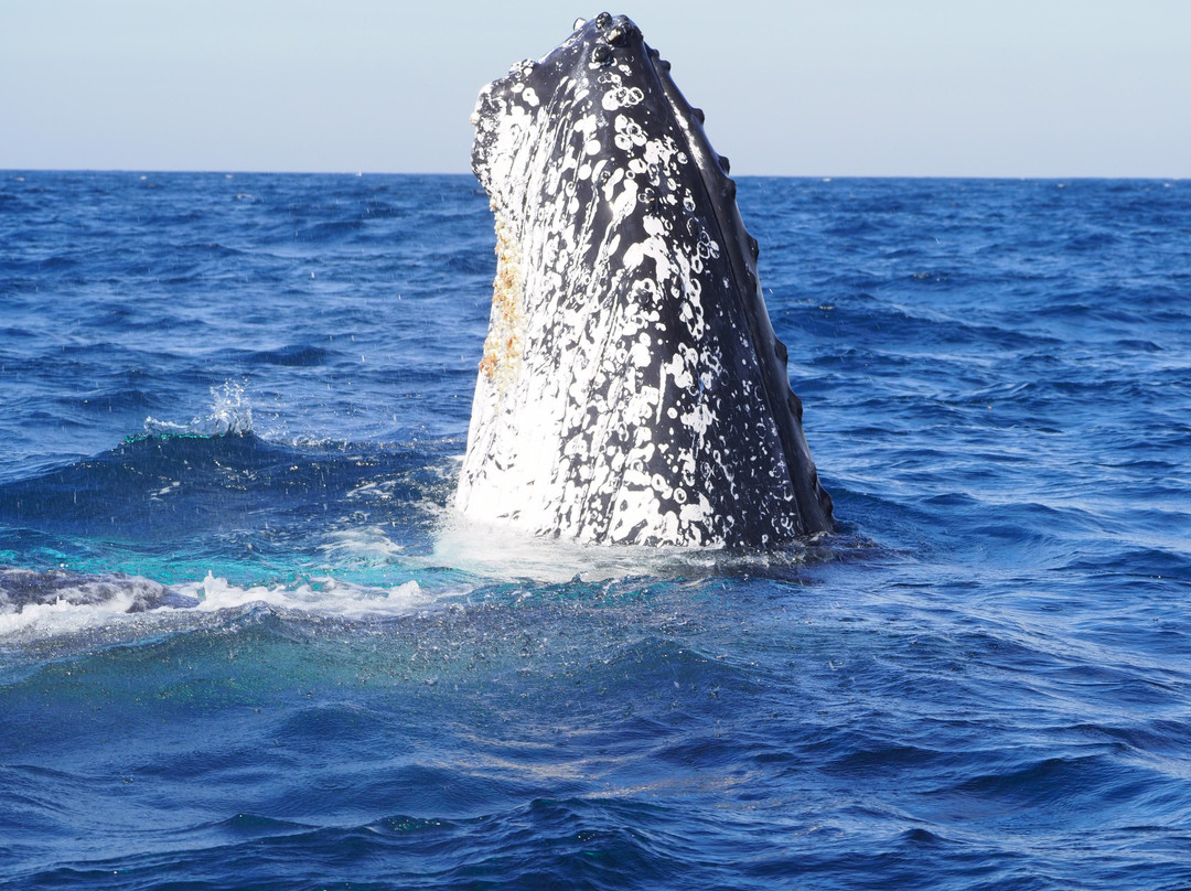 Tweed Gold Coast Dive Charters-堤维德岬必去景点