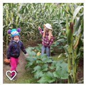 Hicks Family Farm Corn Maze景点图片