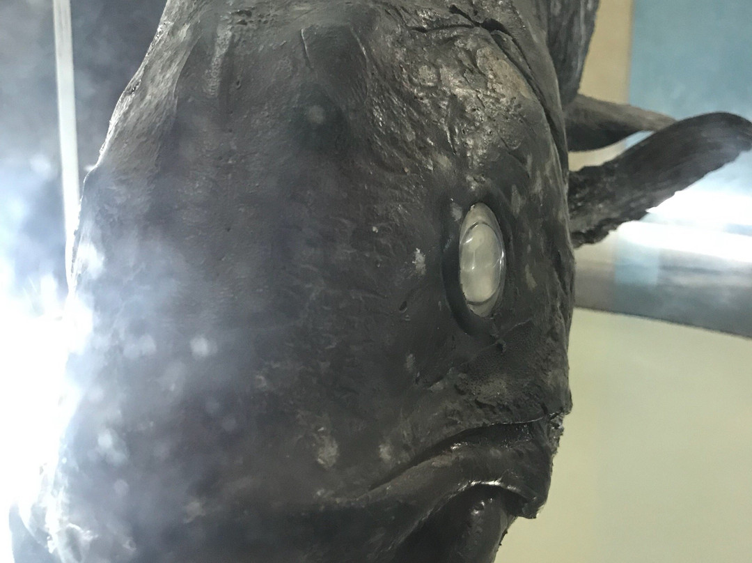 Malindi Museum景点图片