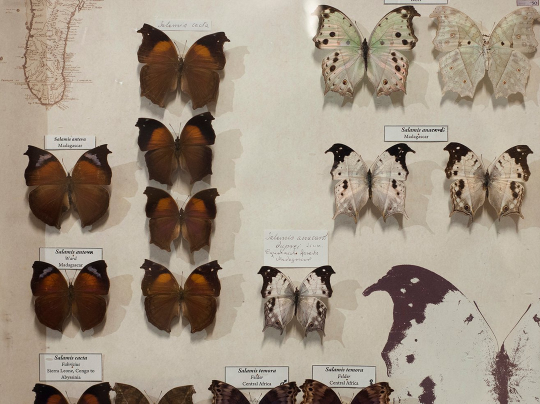 Arthropoda - Butterfly Museum景点图片