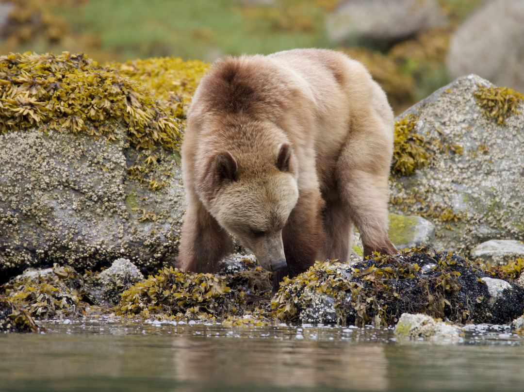 Tide Rip Grizzly Tours景点图片