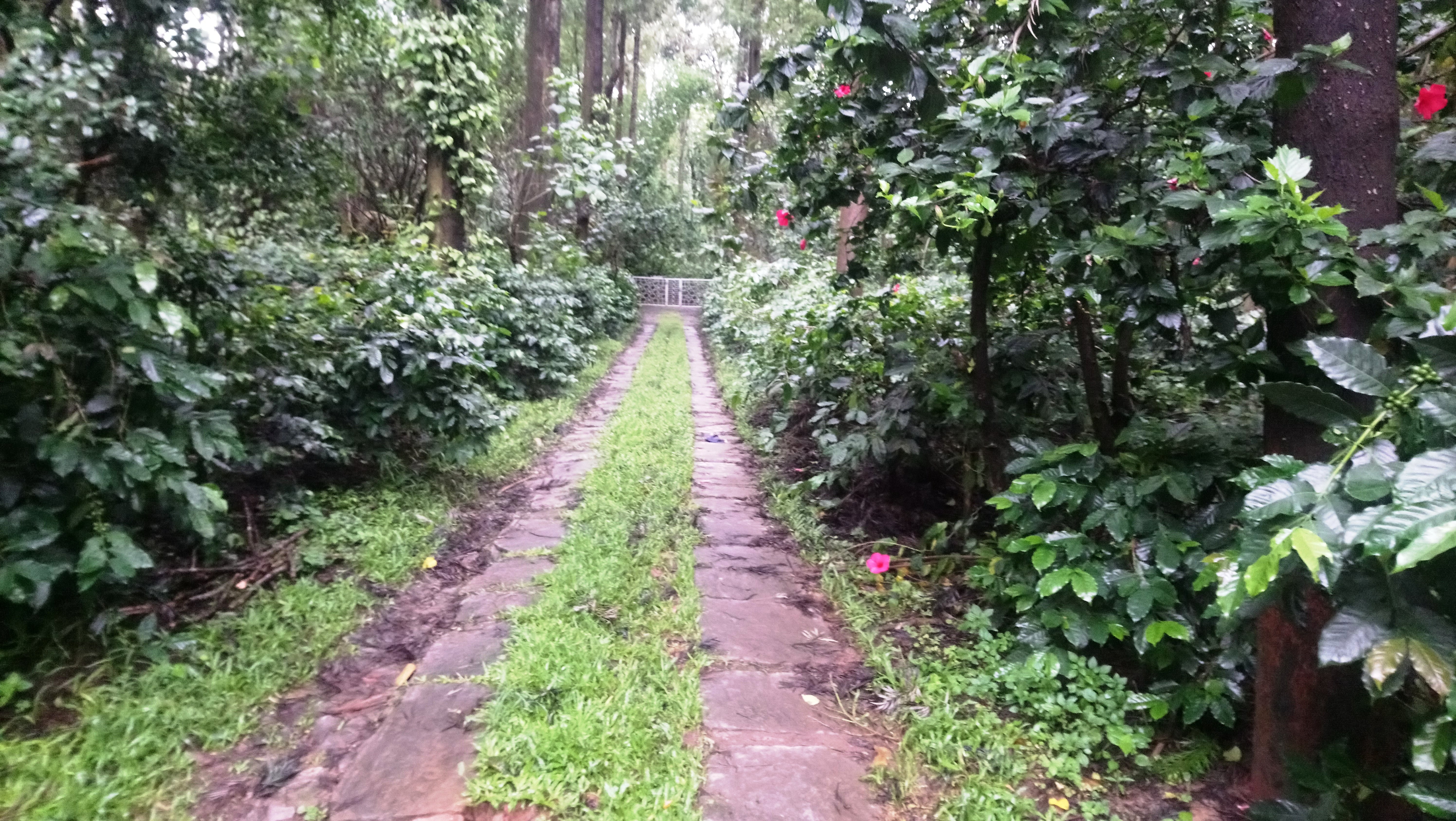 Saphali Estate Homestay-酒店景观