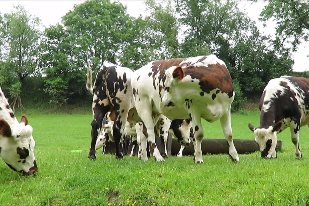Destination Normandy-伊夫必去景点