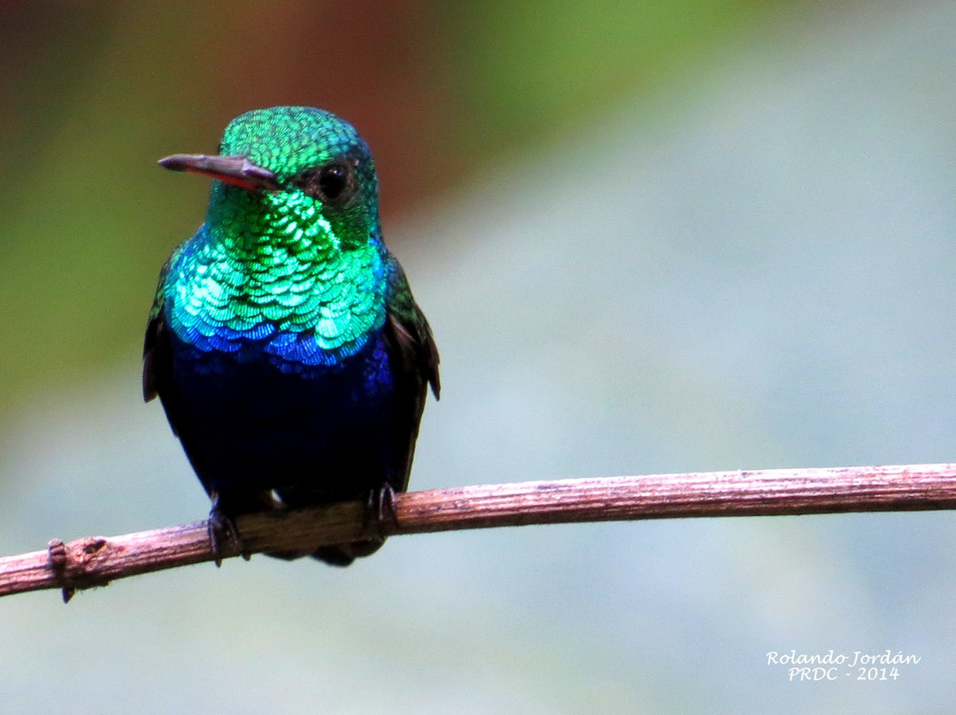 Rojo Birding景点图片