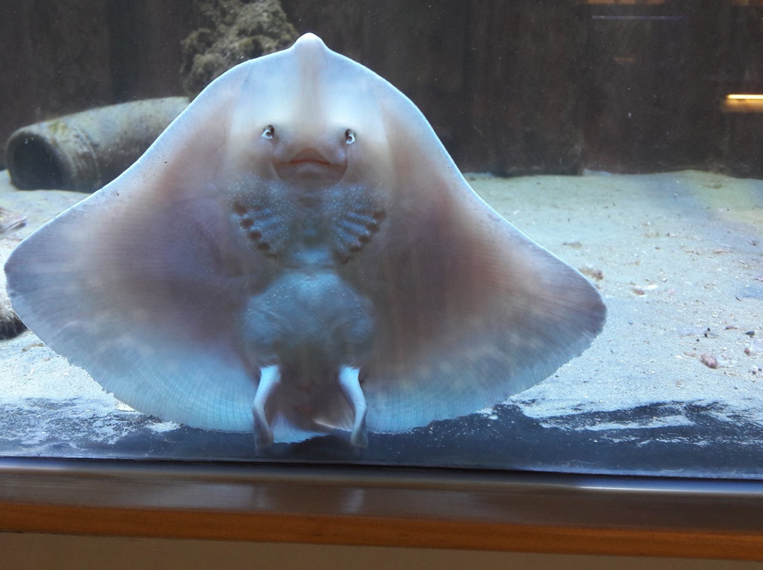 Nordseeaquarium Borkum-Borkum必去景点