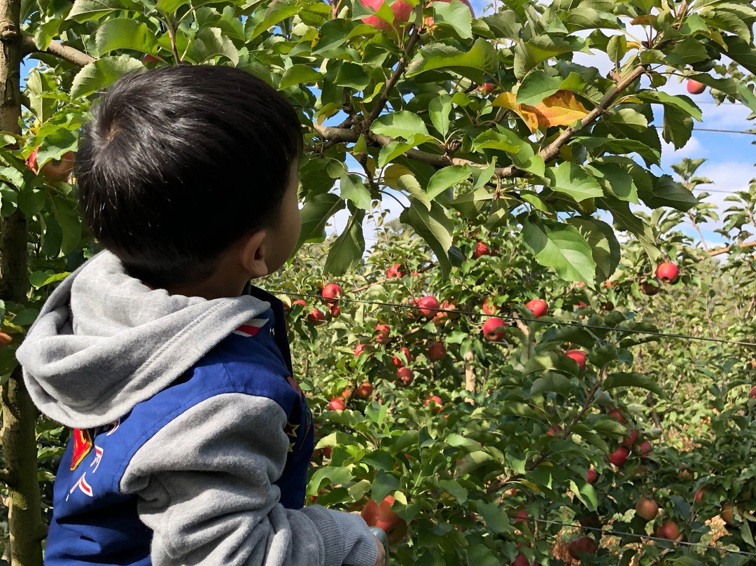 Naturipe Fruits景点图片