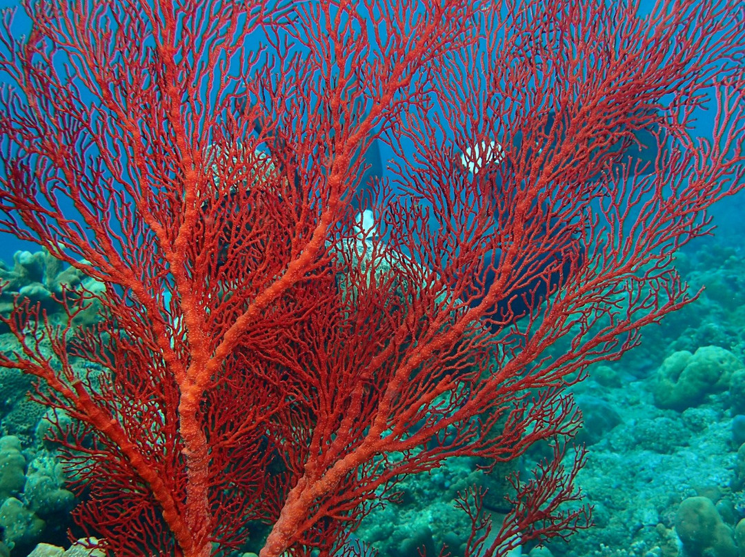 Fathom Freedive Bali景点图片