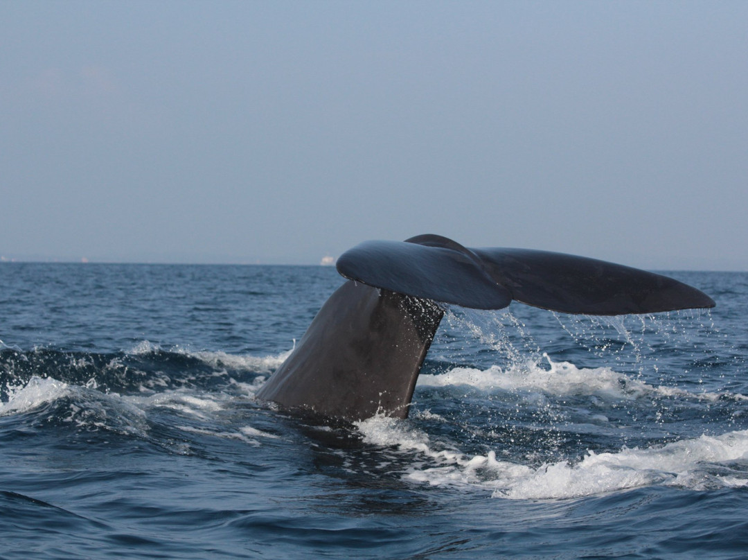 Trinco Water Sport Tours-Trincomalee必去景点