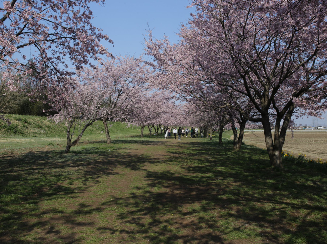 Kitaasaba Sakurazutsumi Park-坂户市必去景点