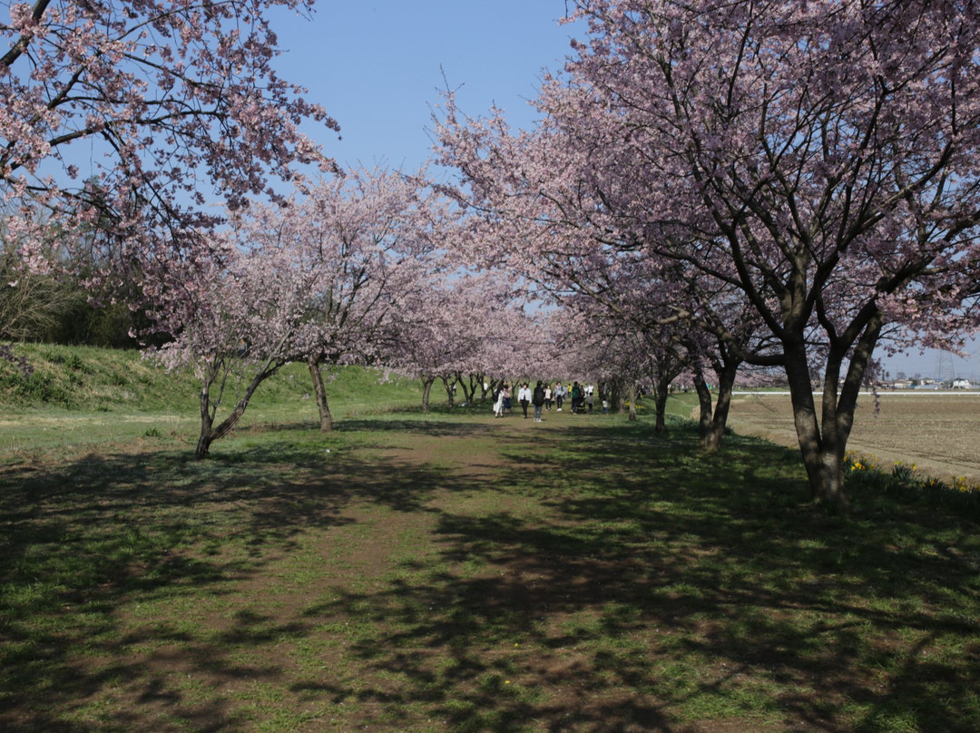 Kitaasaba Sakurazutsumi Park景点图片