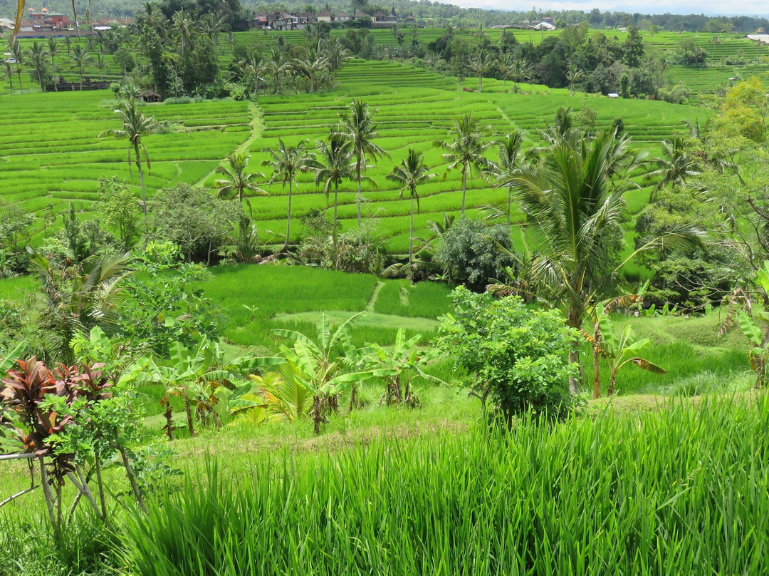 Ubud Tours Service景点图片