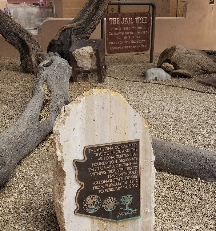 The Jail Tree-Wickenburg必去景点