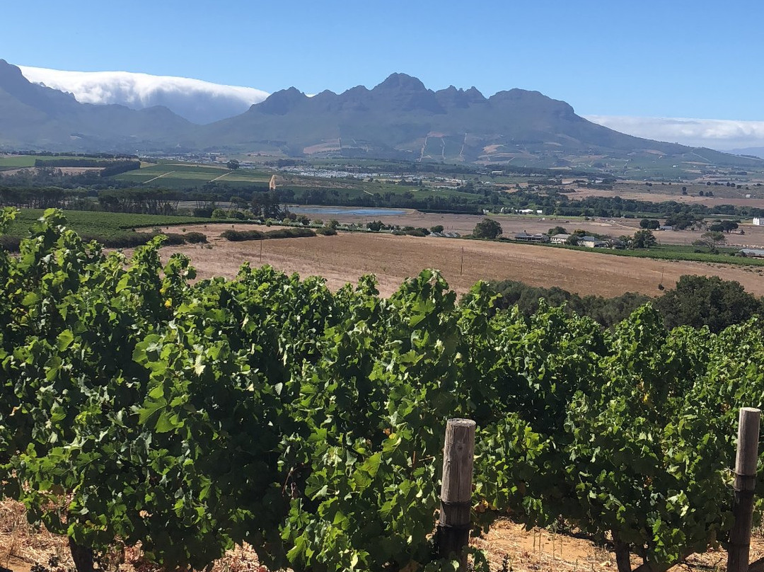 Overgaauw Wine Estate-斯泰伦博斯必去景点