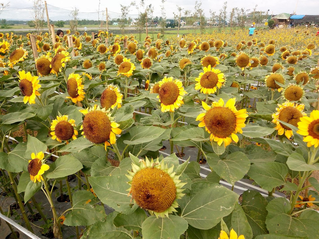 Girasoles Farm Candelaria-Candelaria必去景点