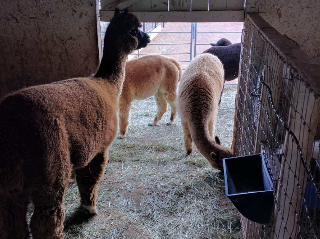 Que Sera Alpaca-圣菲必去景点