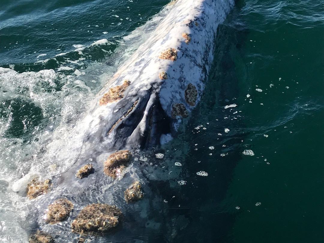 Baja Discovery-San Ignacio必去景点
