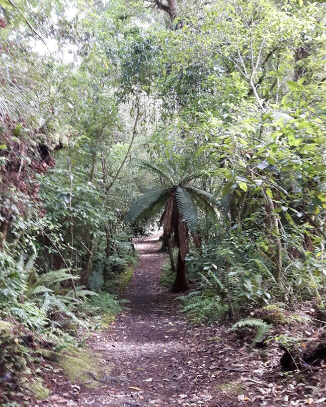 Rimu Walk-奥阿库尼必去景点