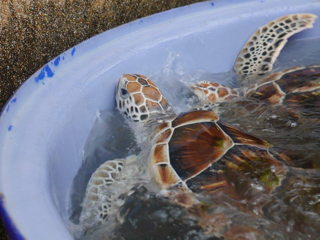 Sea Turtle Conservation Center, Sattahip景点图片