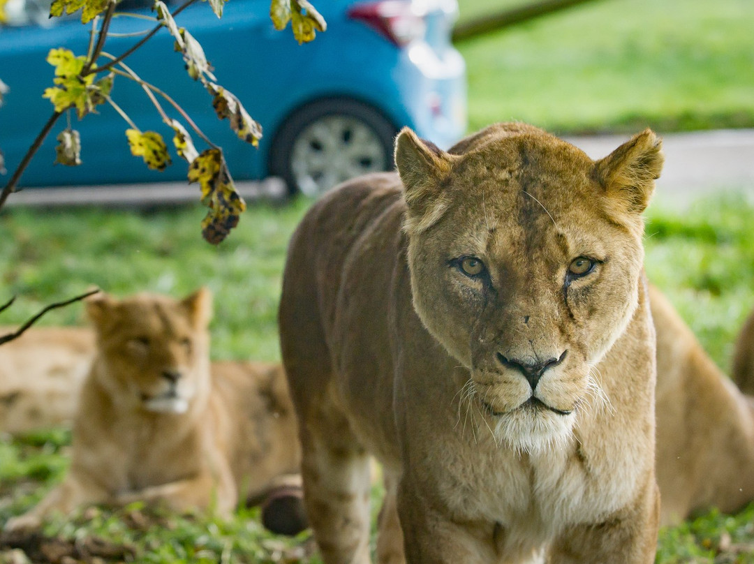 Blair Drummond Safari And Adventure Park-斯特灵必去景点