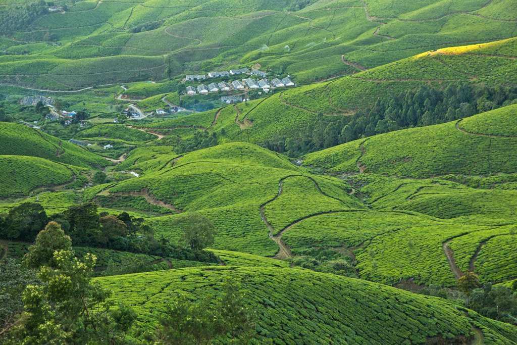 Kolukkumalai Tea Estate景点图片