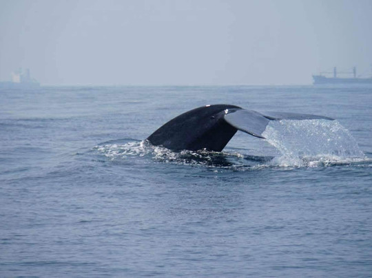 Travel Srilankan Tours-康提必去景点